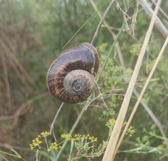 Otala punctata