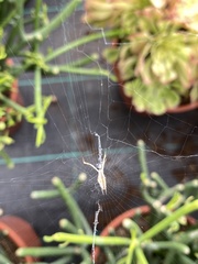 Uloborus
