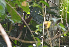 Automolus ochrolaemus