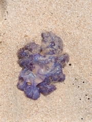 Cepheidae