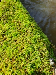 Scleropodium cespitans