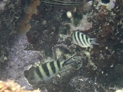 Abudefduf sexfasciatus