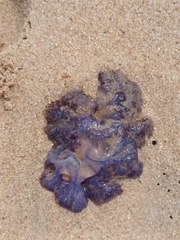 Cepheidae