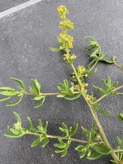 Tetragonia
