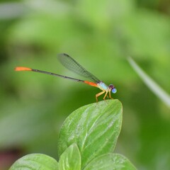 Ceriagrion cerinorubellum