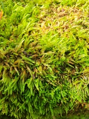 Scleropodium cespitans