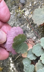 Heuchera puberula