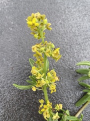 Tetragonia