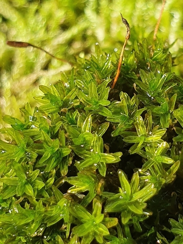 Pointed Lattice-moss (Dialytrichia mucronata)