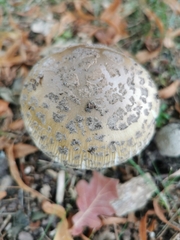 Amanita ceciliae