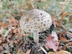 Amanita ceciliae