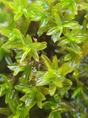 Dialytrichia mucronata
