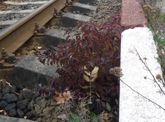 Cornus sanguinea australis