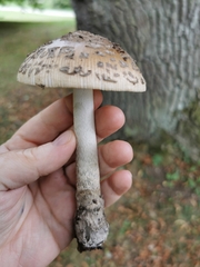 Amanita ceciliae