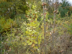 Fraxinus pennsylvanica lanceolata