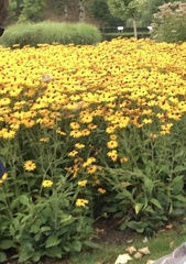 Rudbeckia fulgida