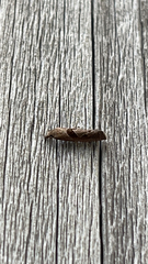 Pelochrista similiana