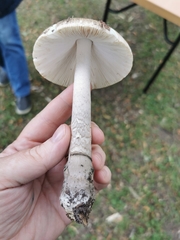 Amanita ceciliae