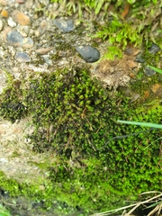 Dialytrichia mucronata