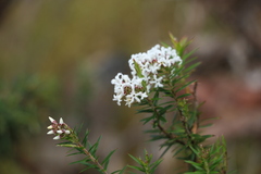 Acrothamnus melaleucoides