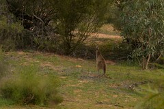 Macropus fuliginosus