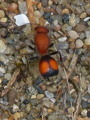 Dasymutilla ursus