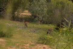 Macropus fuliginosus