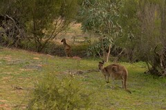 Macropus fuliginosus