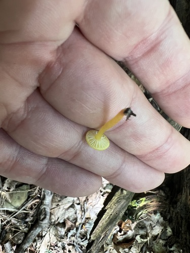 Hygrocybe parvula (Photo 2 of 3)