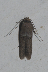 Blastobasidae