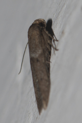 Blastobasidae