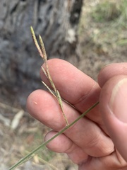Eragrostis cumingii