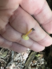 Hygrocybe parvula (Photo 3 of 3)