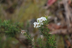 Acrothamnus melaleucoides