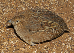 Turnix velox