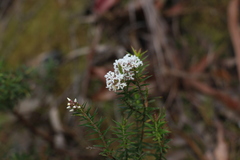 Acrothamnus melaleucoides