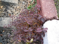 Cornus sanguinea australis
