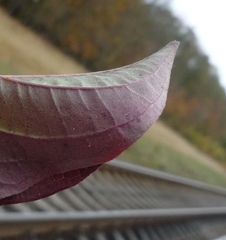 Cornus sanguinea australis