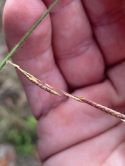 Eragrostis cumingii