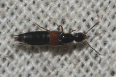 Philonthus variipennis