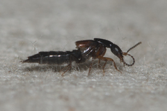 Philonthus variipennis