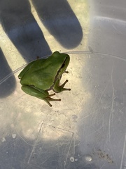 Hyla molleri