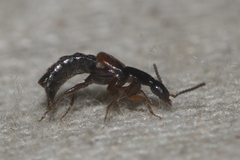 Philonthus variipennis
