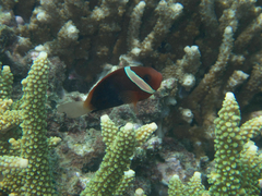 Amphiprion melanopus