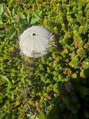 Echinoidea