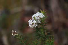 Acrothamnus melaleucoides