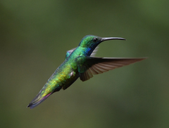 Anthracothorax nigricollis