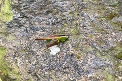 Conocephalus melaenus