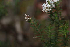 Acrothamnus melaleucoides
