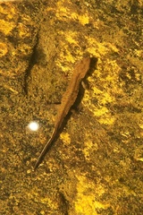 Paramesotriton hongkongensis